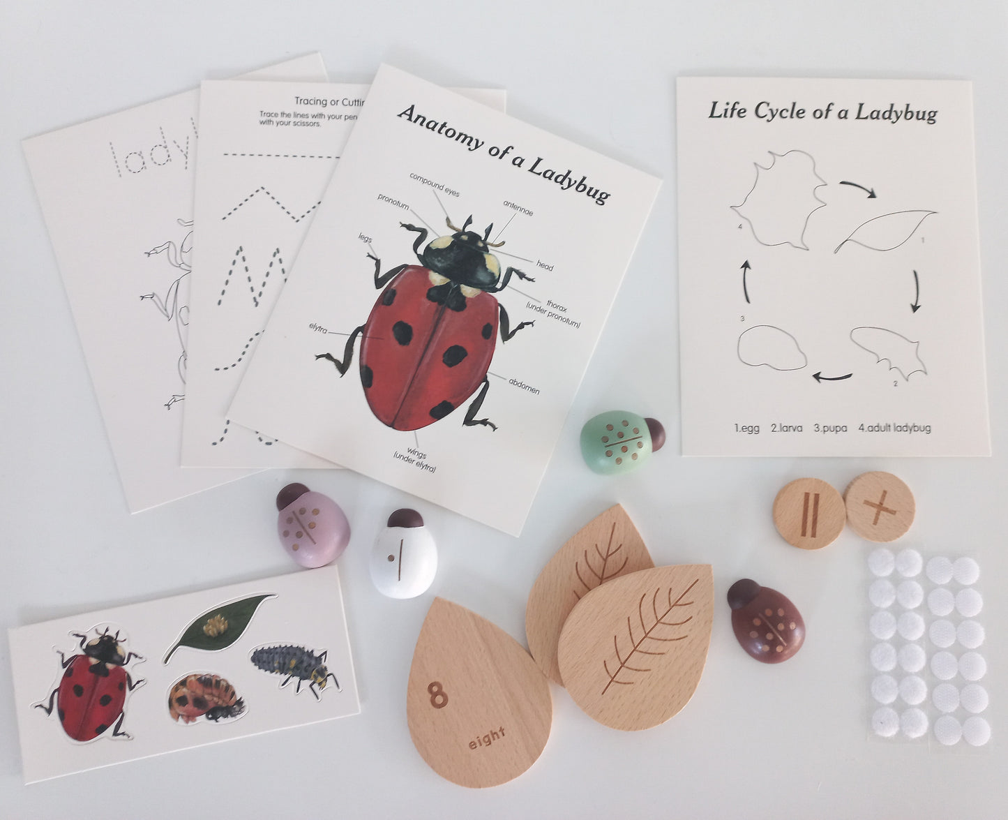 Ladybug Lifecycle